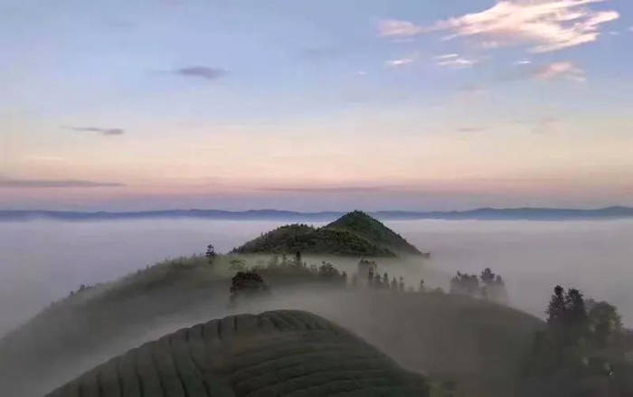 有关于贵州黎平：春茶黄金档，媒体喜帮忙（组图）的热门新闻(6)