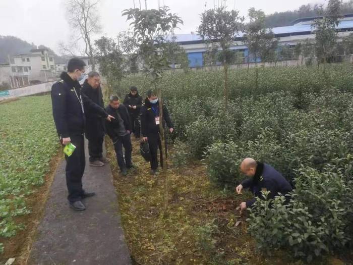 关于零容忍！凤冈县开出贵州省2021年茶园违规使用草甘膦第一张罚单的最新消息