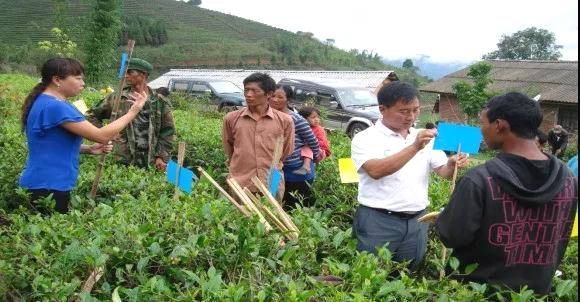有关于西盟茶园“好帮手” 茶农吃上绿色“生态饭”的热门消息(3)