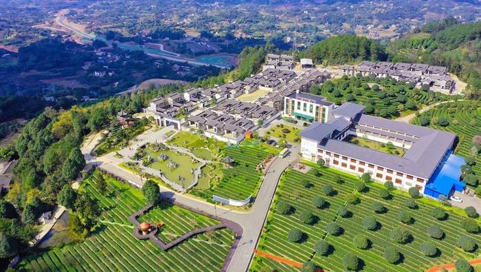 关于乌蒙山中大雁岭 七仙湖畔早白尖——四川高县农商银行服务茶农添茶香 乡村振兴再提速的热门资讯