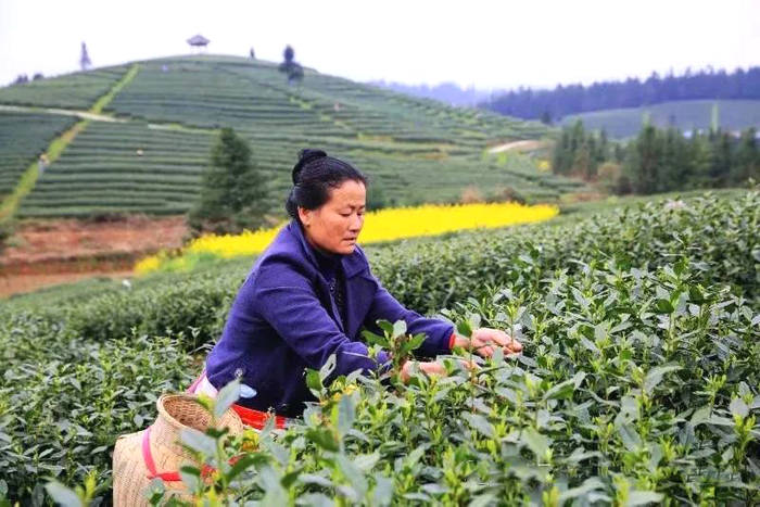 有关于贵州黎平：春茶黄金档，媒体喜帮忙（组图）的热门新闻(1)