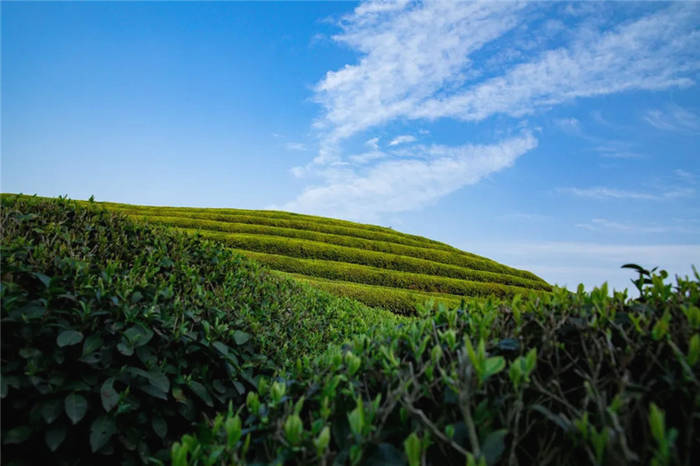 有关于泰顺筱村镇：葛垟茶场春欲暮 客来烹茶三杯香的消息(10)