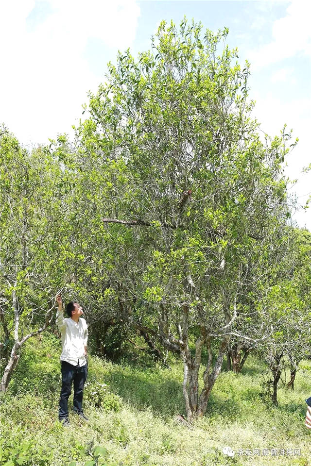 有关于一周热门：2020新茶饮报告、六大茶山新品亮相、赤壁青砖茶产业大会开幕的热门信息(1)