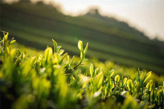 有关于泰顺筱村镇：葛垟茶场春欲暮 客来烹茶三杯香的消息(6)