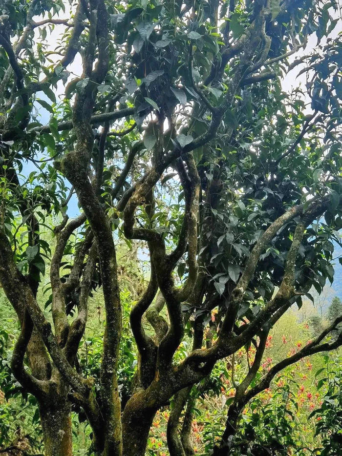 有关于崇州枇杷茶携手道明竹编亮相四川名茶品饮节的消息(2)