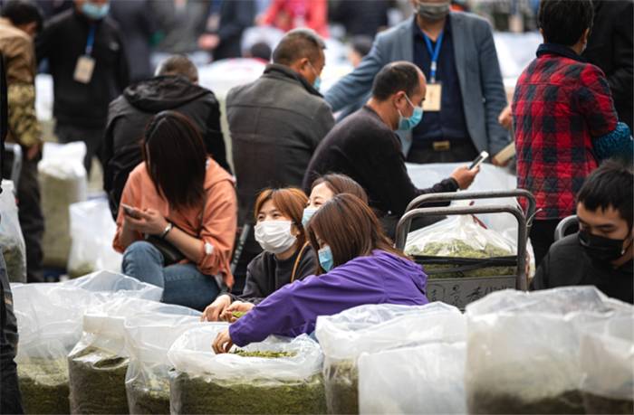 关于年味未散 春茶飘香 浙南茶叶市场交易破1300万元 的热门资讯(2)