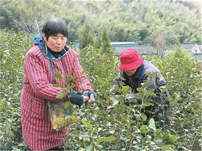 关于“机器换人” 宁波茶叶生产迎来“满园春”的热门新闻(2)