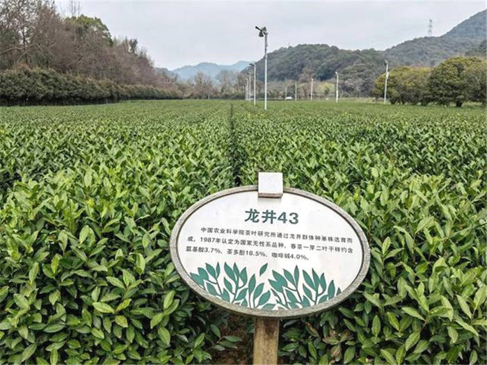 有关于春茶到！浙江几十个产茶区县春茶陆续开采的热门资讯(12)