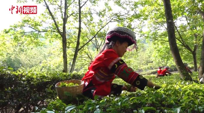 关于云南凤庆3200多岁古茶树迎来2021春茶头采的热门信息(3)