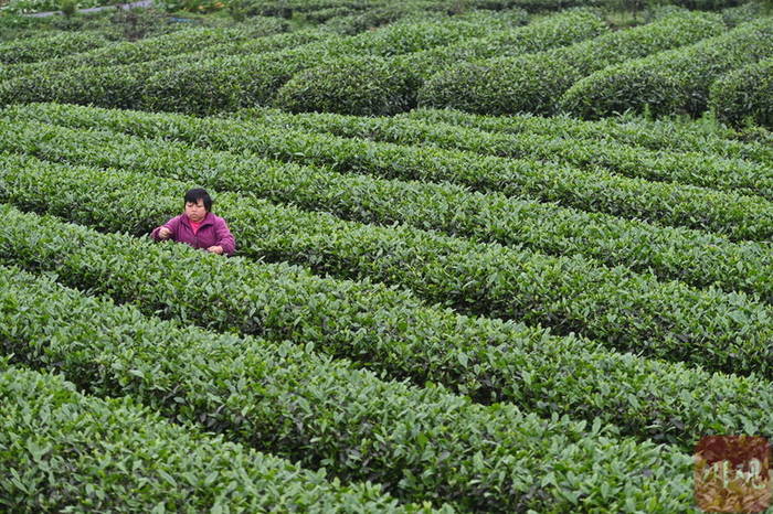 关于那个采茶的“茶园李子柒”让记者放下相机去帮忙!的最新资讯(1)