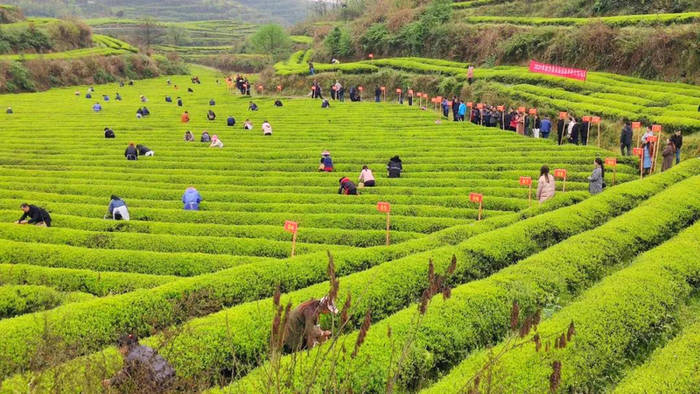 有关于金沙贡茶公司岚头基地成功承办2021年金沙县采茶节暨双手采茶技能竞赛的热门新闻