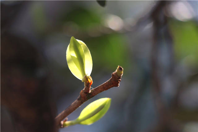 有关于科学家查出 茶树“杀手”抗药性从何而来的新闻