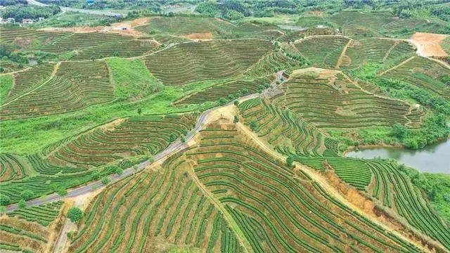 关于以茶促旅 以旅兴茶 桃江华莱茶旅一体化项目投资3.8亿元的热门资讯