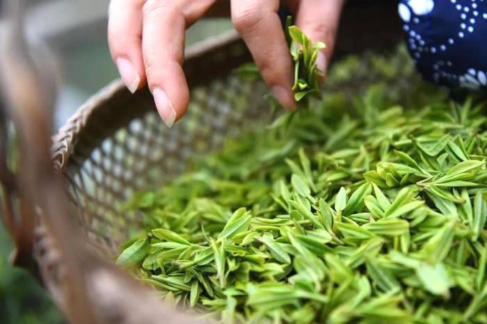 关于国家重点龙头企业盘点，湖北九家茶企上榜的热门资讯(6)