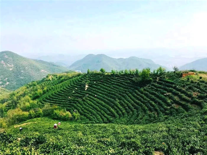 关于2021年长三角春茶茶情通报（第一期）的资讯(1)