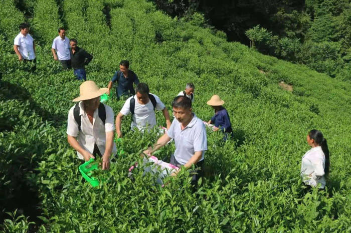 关于紫阳县狠抓夏季茶园管理，强化组织生产延链促增收的新闻(4)