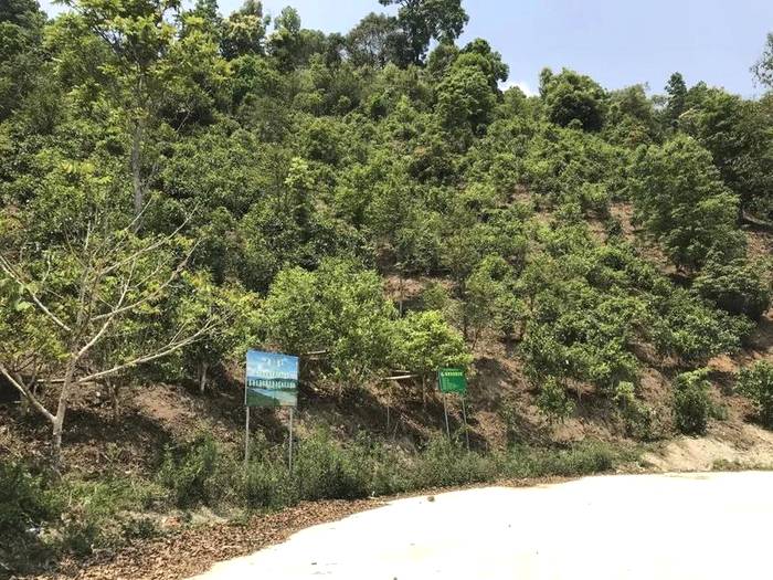 关于勐海县布朗山乡：守住绿水青山，才能有好茶山的热门信息(4)