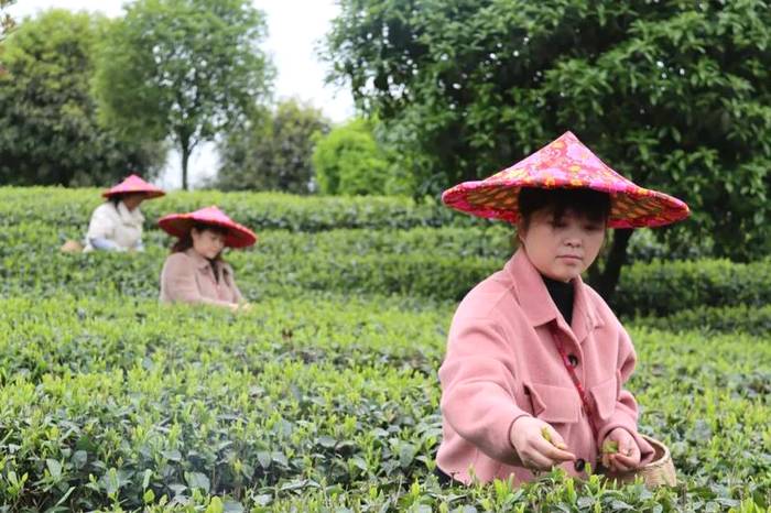 有关于3个小时卖了30多万!淘优卖为湄潭直播带货的热门信息(2)