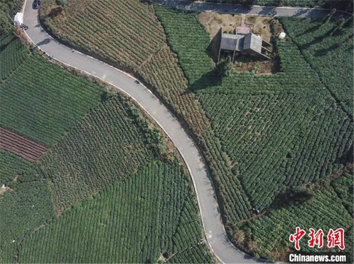 关于贵州省第一部促进茶产业发展法规正式施行的热门资讯