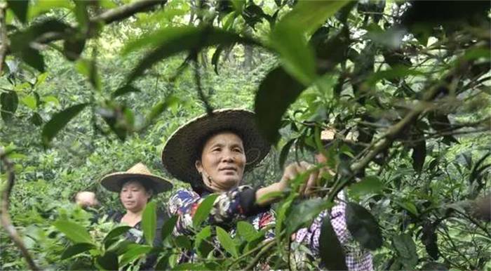 有关于“2021年5月茶叶进出口数据”“Mini杯奶茶走红”“科技创新是茶产业发展的动力”的最新消息(7)