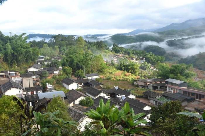 有关于高山云雾润千年 茶王之地产好茶丨镇沅县“千家寨爷号”普洱茶线上发布的新闻