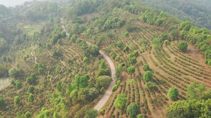 有关于墨江米地古树茶开采 拍卖所得28万元全部捐赠的最新信息