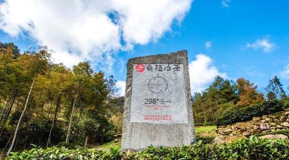 有关于一“叶”致富——“桑植白茶”地标助力乡村振兴纪实的热门新闻(4)