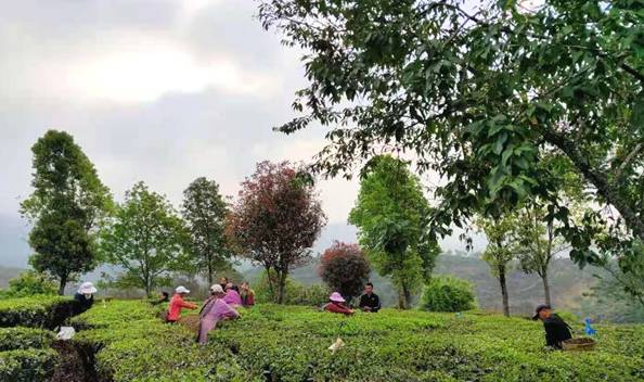 有关于普洱景东：2021年第一批春茶开采 茶香溢满银生城的信息