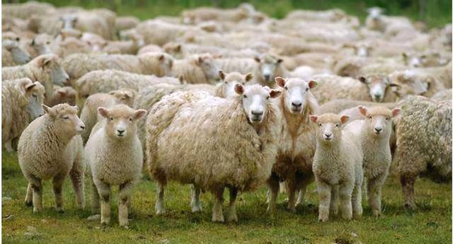 有关于羊来茶往!习近平总书记谈起了这段关于湖北的佳话的最新消息