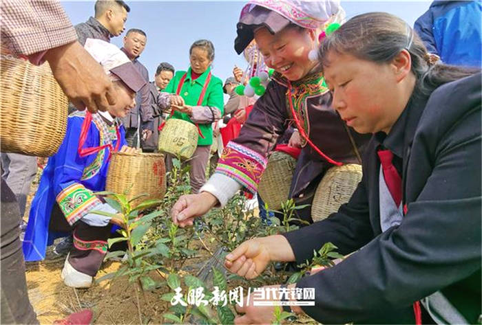 关于贵州普安召开全县茶产业带建设现场推进会的消息(1)