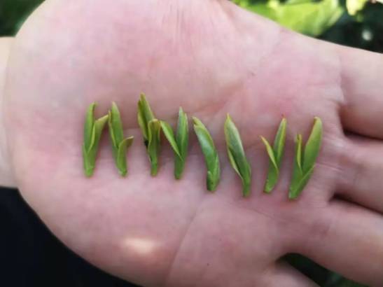 有关于雨水时节话春茶，快来看看全国各地开采春茶的最新情况吧的热门新闻(4)