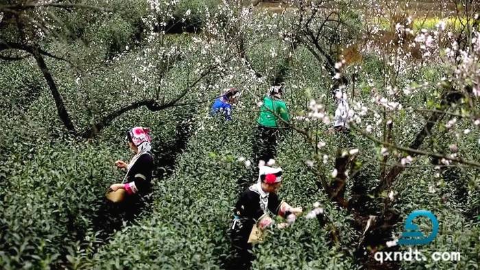 关于央视财经（CCTV2）频道对普安春茶产销情况进行直播的最新信息(1)