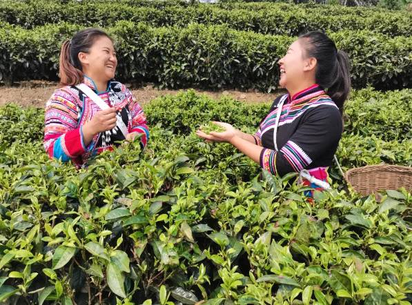 有关于春吐黄金芽 普洱西盟南亢村茶农笑哈哈！的新闻(1)