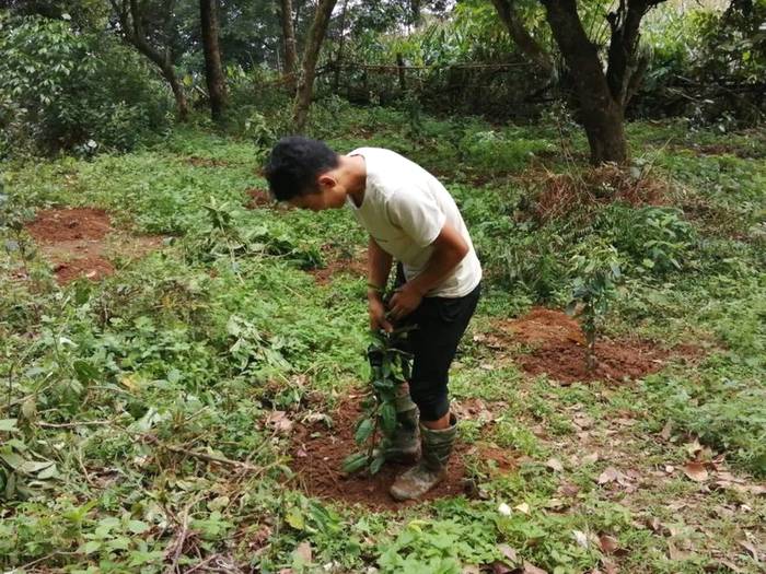 关于小新街乡:加大古树茶种植 夯实乡村振兴产业基础的热门信息(3)