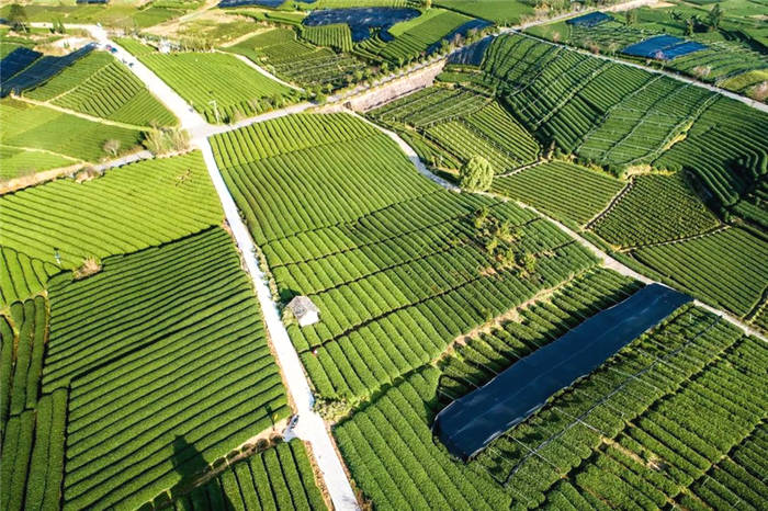 有关于第十四届茶商大会即将开幕 首次线上线下共同举办的最新资讯(8)