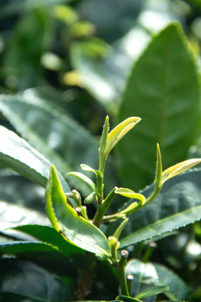 有关于产销齐增近两成,今年春茶产销两旺迎来“开门红”的热门资讯(3)