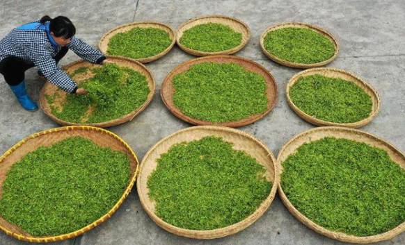 关于春茶季 100多名茶农正在巢湖坝镇茶山忙碌采摘作业的热门新闻(2)