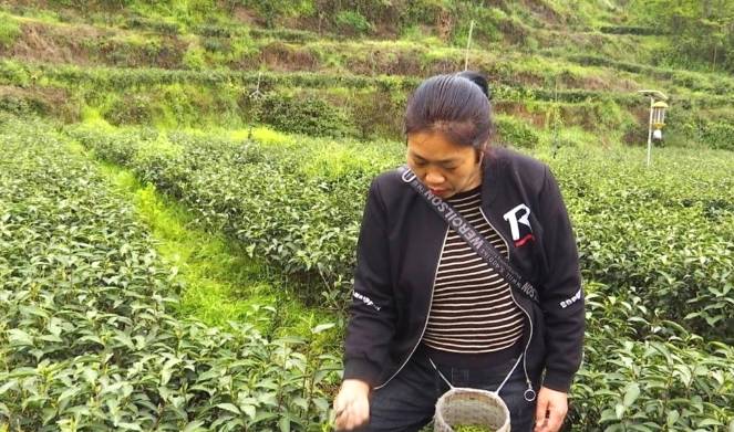 有关于眉山洪雅：茶叶产业的提档升级，助力乡村振兴的热门信息(2)