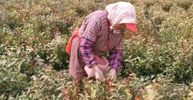 有关于正值港城茶农采摘新茶好时节 明前云雾茶上市的消息(1)