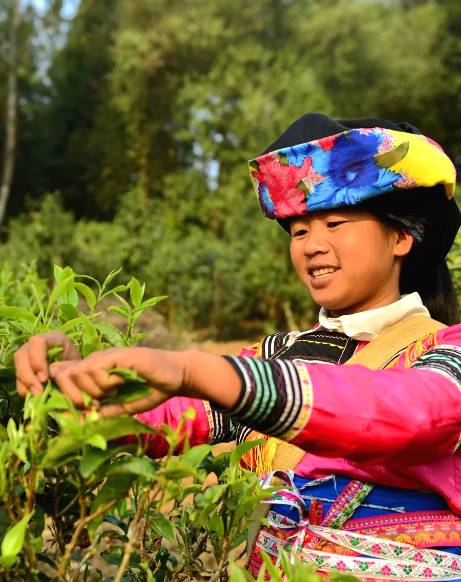 有关于春茶,一场春天里的盛事 勐海县80余万亩春茶陆续开采啦!的消息(1)