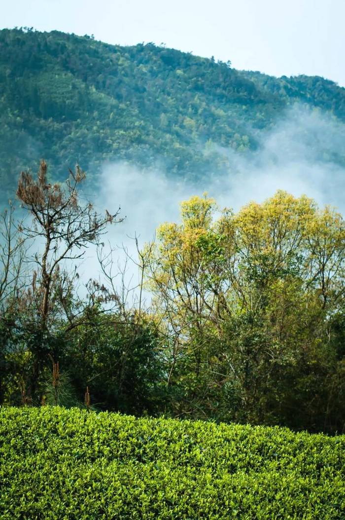 有关于绿色理念绘就新的发展蓝图，有机白茶品牌助推国茶振兴！的最新消息(2)