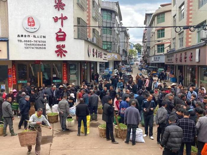 关于一周速读：2020中国茶叶产销报告、茶青价格暴涨、双手采出致富叶的热门资讯(3)