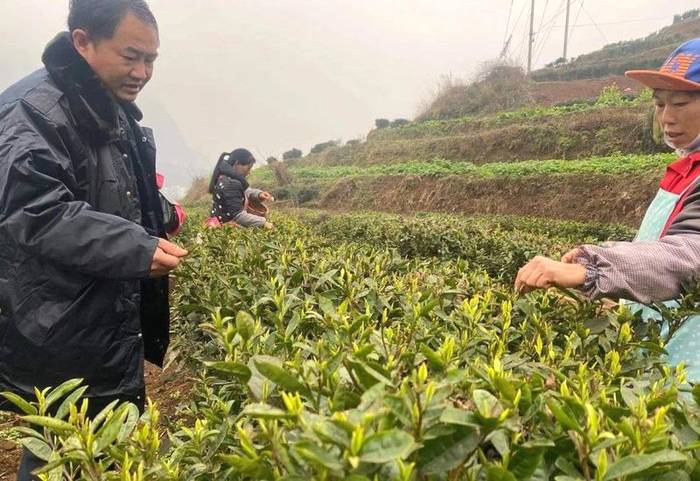 关于贵州多地春茶开采 茶农抢抓新春第一桶“金”的热门资讯(16)