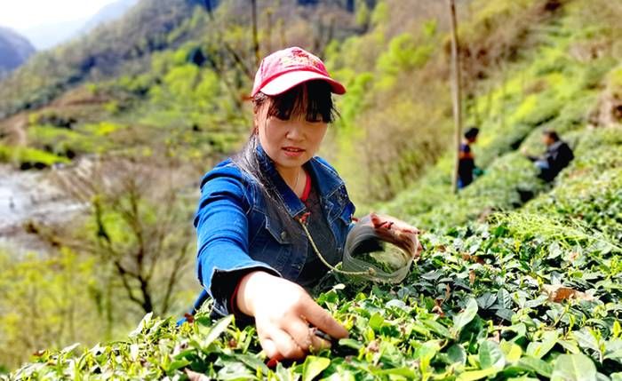 有关于康县阳坝龙潭村茶农们抢抓时节，采收茶叶的新闻(2)