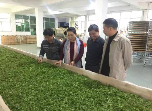 有关于科技特派,助力福建千亿茶产业升级、上万茶农创收的最新信息(1)