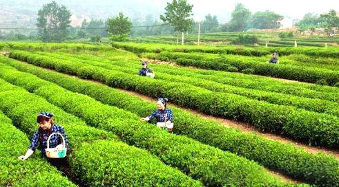 有关于江北绿茶第一镇：“茶二代”们念起“新茶经”的热门信息(1)