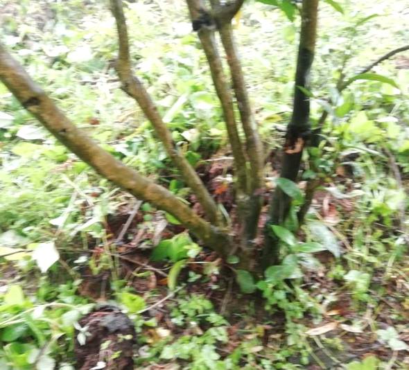 关于新化古茶树：金凤竹林大叶50厘米母树再现的热门资讯(14)