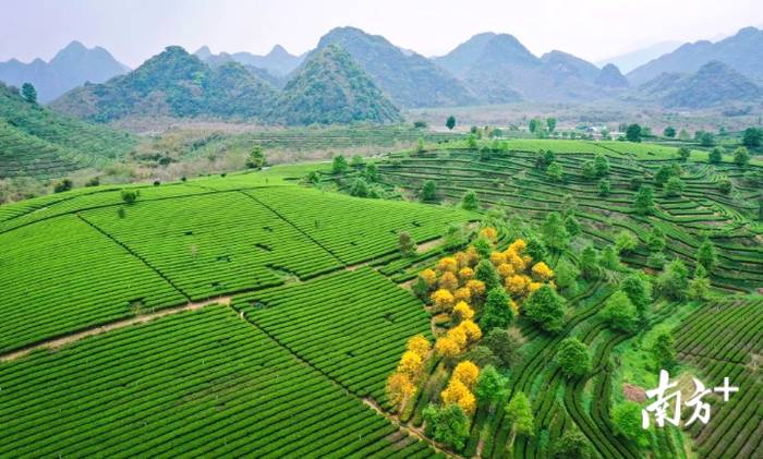 有关于4月1日即将举办英德红茶头采春茶节活动的资讯(5)