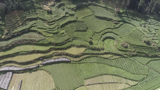 有关于“保靖黄金茶国家地理标志产品保护示范区” 入选“2021年国家地理标志产品保护示范区筹建名单”的热门资讯(1)