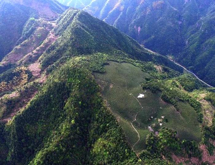 有关于区域龙井发力“大佛龙井”占浙江龙井茶产量产值20%以上的最新消息